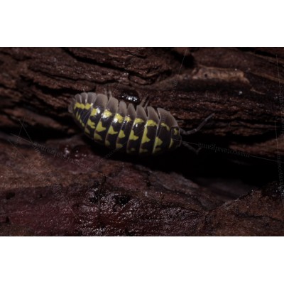 Cochinilla - isopodo - armadillidium gestroi